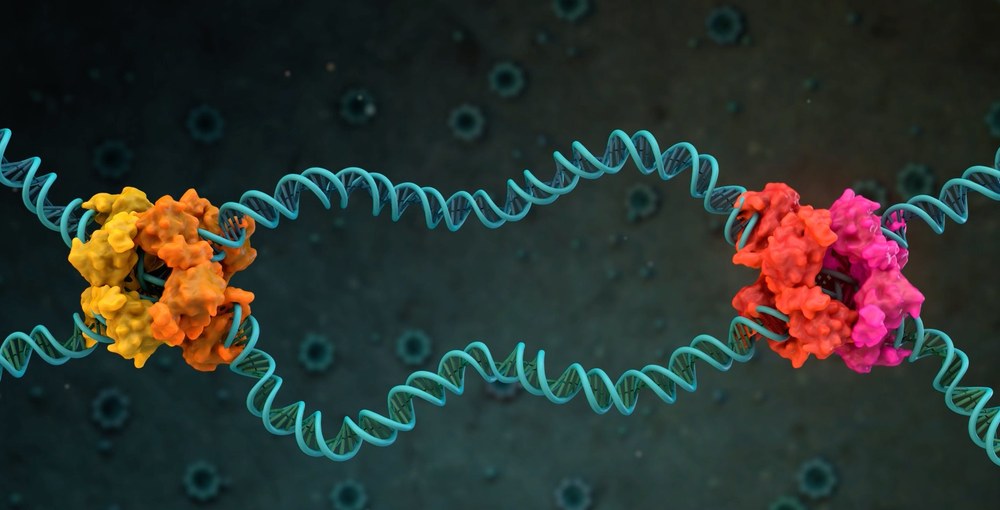 (c) TU Dresden, Medizinische Fakultät (Frank Buchholz) Doppelhelix-DNA mit an beiden Enden gebundenen farblich unterschiedlichen Proteinkomplexen