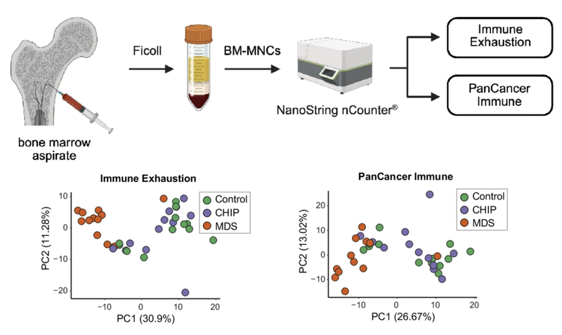 Aktuelle Studie liefert neue Erkenntnisse zur Entstehung von Blutkrebs