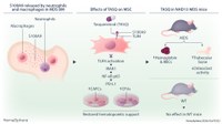MDS Therapy: Dresden Team Demonstrates Tasquinimod’s Potential for Improved Blood Formation and Treatment of Bone Damage