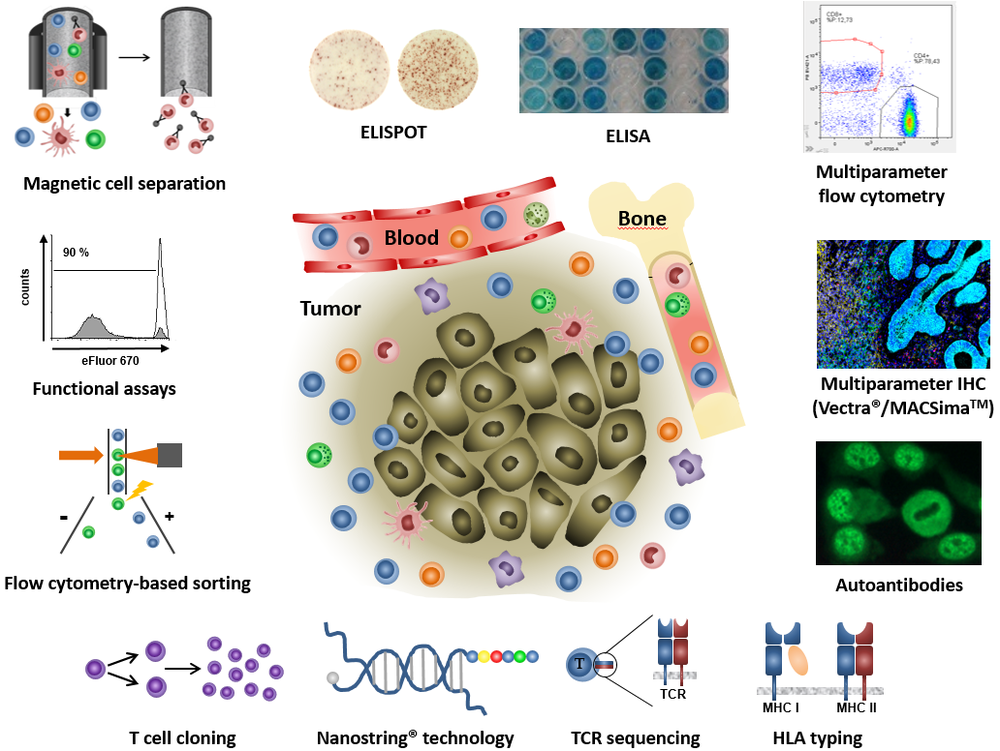(c) NCT/UCC Schematic illustration of various methods for immune system characterization with a central tumor and blood vessels surrounded by icons and small images representing functional assays, ELISPOT, ELISA, multiparameter flow cytometry, magnetic cell separation, flow cytometric cell sorting, T-cell cloning, transcriptome analyses, TCR sequencing, bone, multiparameter IHC, autoantibody testing, and HLA typing.