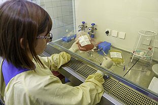 Im Labor werden Stammzellen eines Spenders für die Transplantation vorbereitet. © Uniklinikum Dresden/Marc Eisele