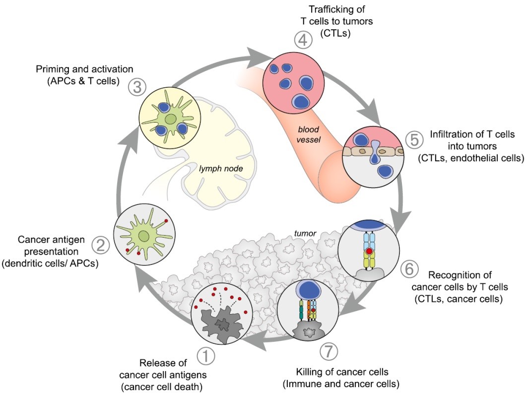 cancer-immunity cycle