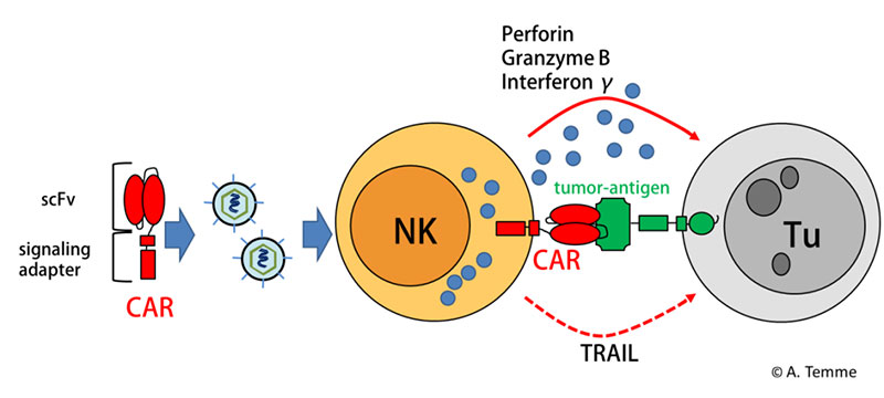 Schematic presentation of immunotherapy for glioblastoma using CAR-NK cells.